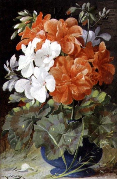 Pelargoniumok alkotó: William Jabez Muckley