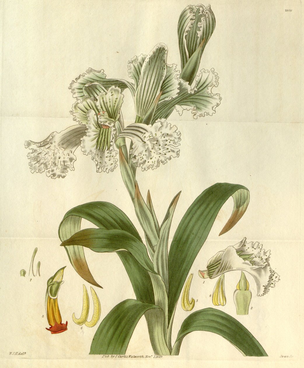 Chloraea bletioides alkotó: William Jackson Hooker