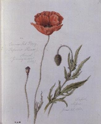 Közönséges vörös mák, festve Seafordban, Sussexben, 1860. június 25-én (akvarell papíron) alkotó: William James Linton