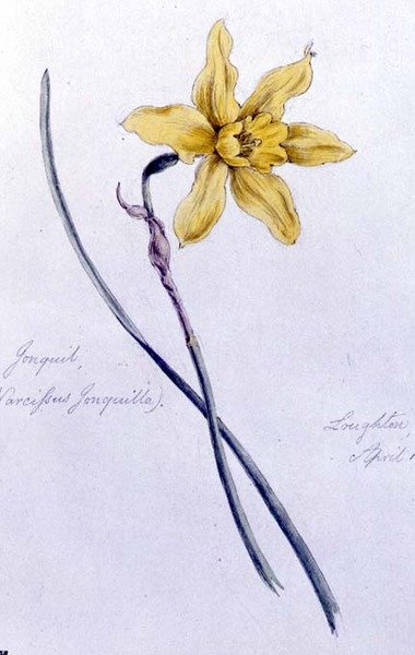Jonquil, Loughtonban festve alkotó: William James Linton