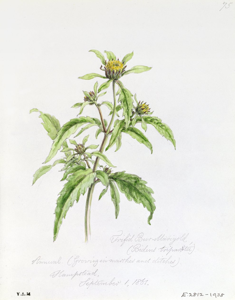 Trifid Burr-Marigold, festett Hampsteadben, 1861. szeptember 1 alkotó: William James Linton