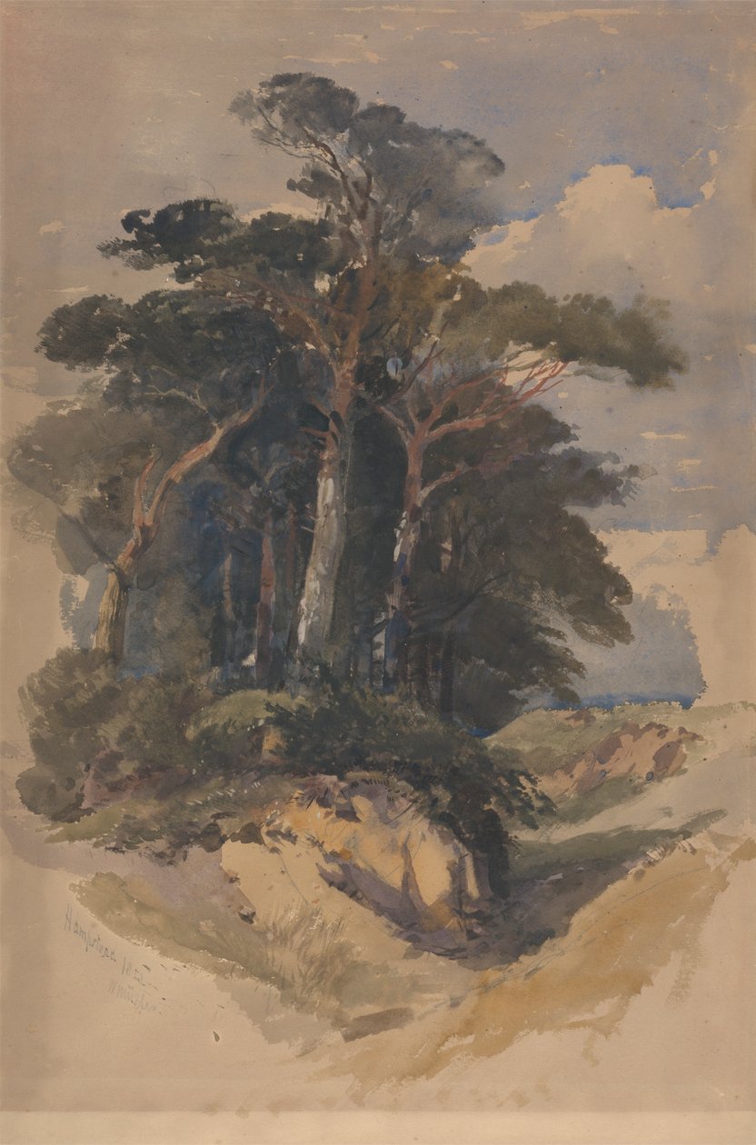 Fenyők a Hampstead Heath-en alkotó: William James Muller