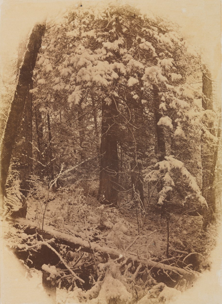 Cím nélkül (Woods in Snow) alkotó: William James Stillman