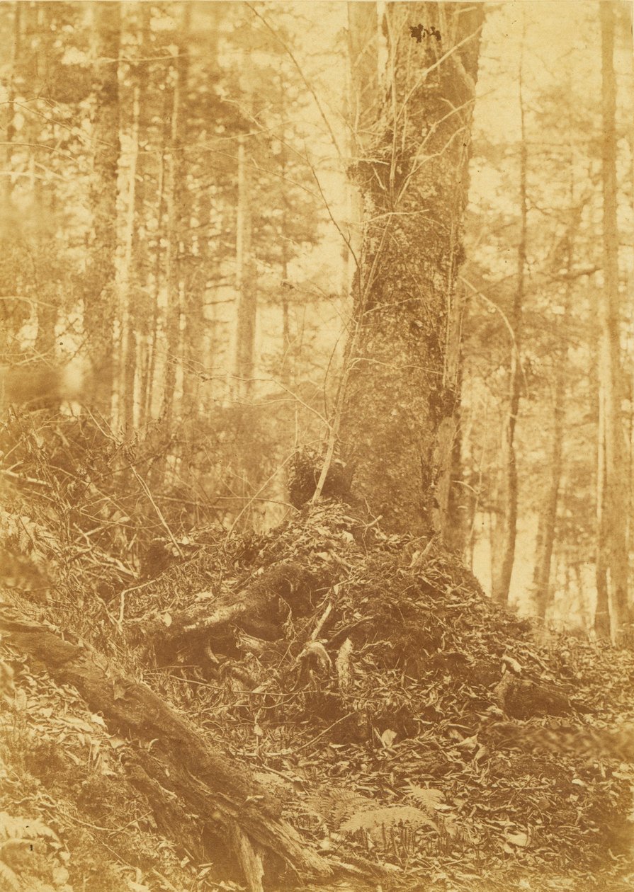 Cím nélkül, a The Forest című portfólióból: Adirondack Woods alkotó: William James Stillman