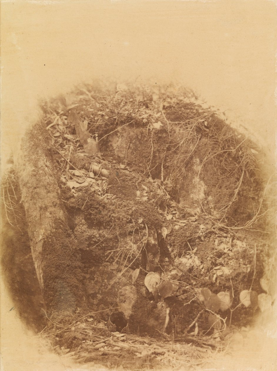 Cím nélkül, a The Forest című portfólióból: Adirondack Woods alkotó: William James Stillman