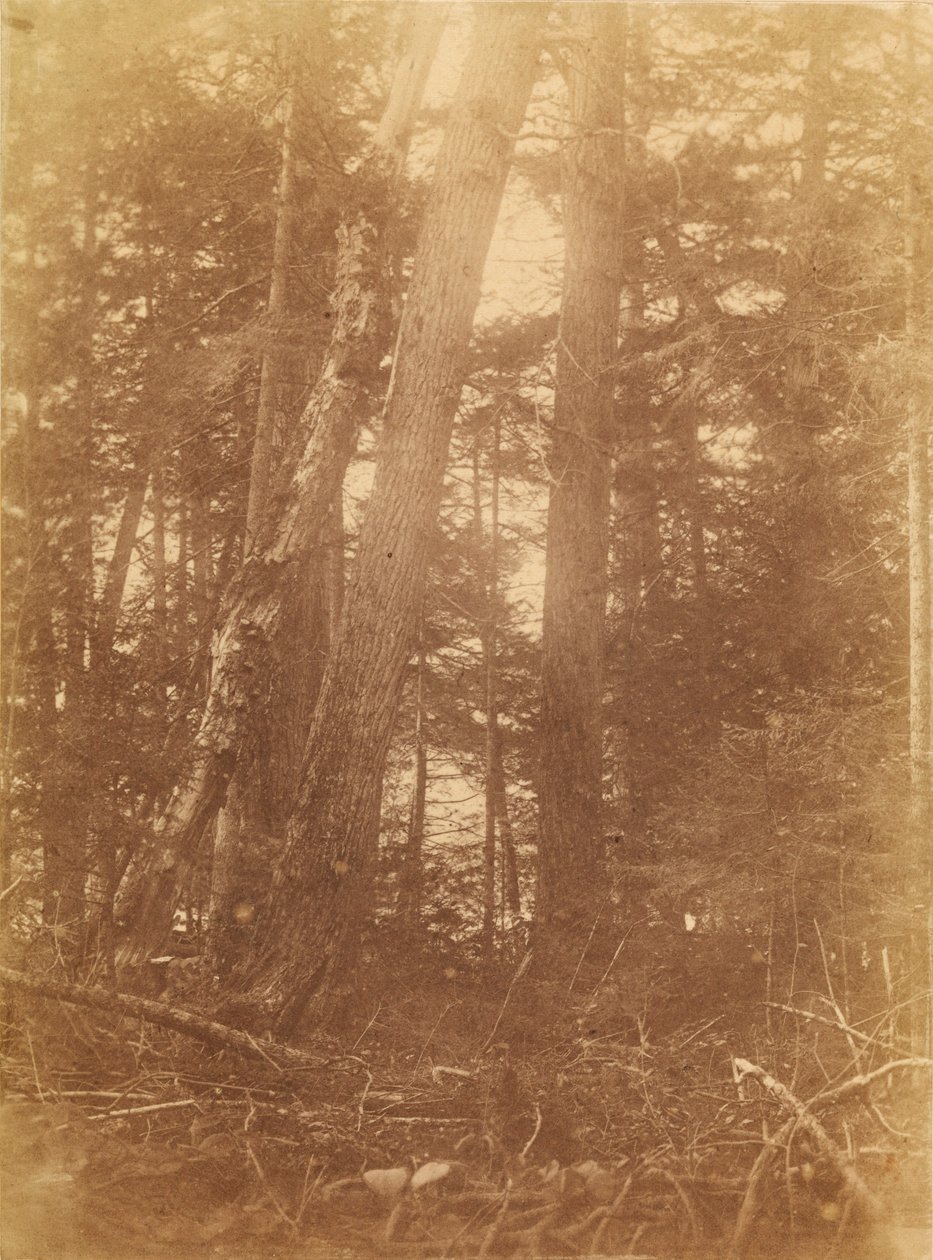 Cím nélkül, a The Forest című portfólióból: Adirondack Woods alkotó: William James Stillman