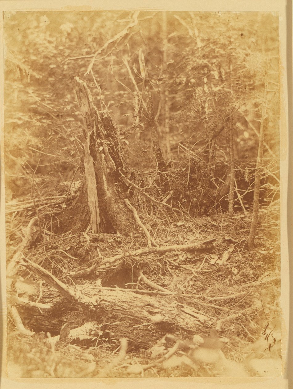 Cím nélkül, a The Forest című portfólióból: Adirondack Woods alkotó: William James Stillman