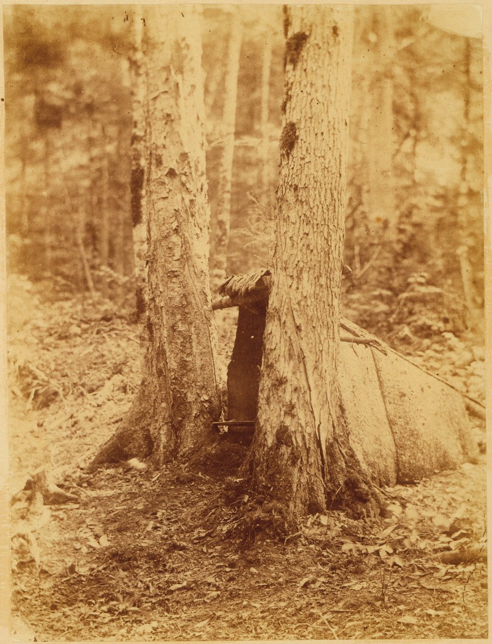 Cím nélkül, a The Forest című portfólióból: Adirondack Woods alkotó: William James Stillman