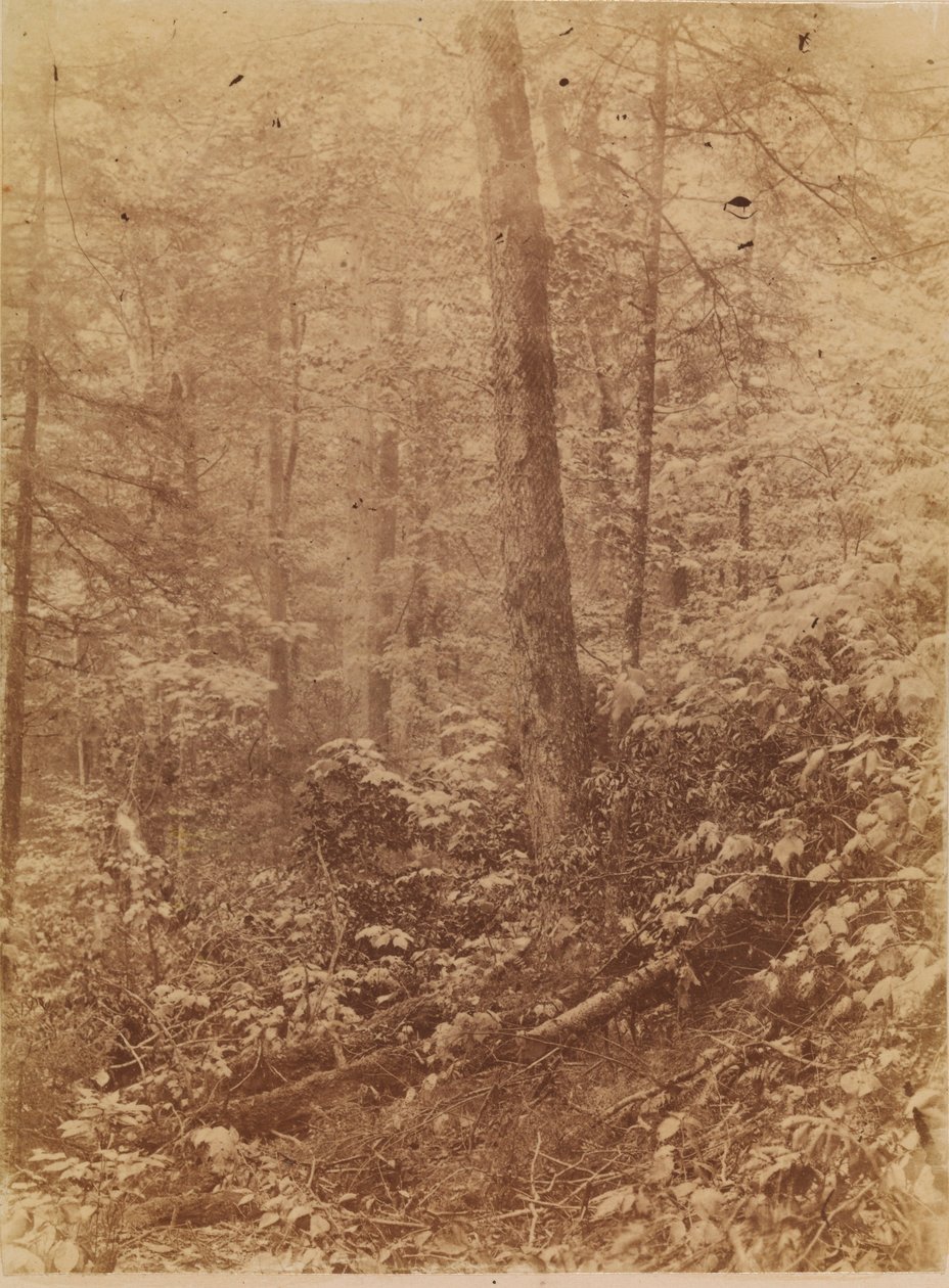 Cím nélkül, a The Forest című portfólióból: Adirondack Woods alkotó: William James Stillman