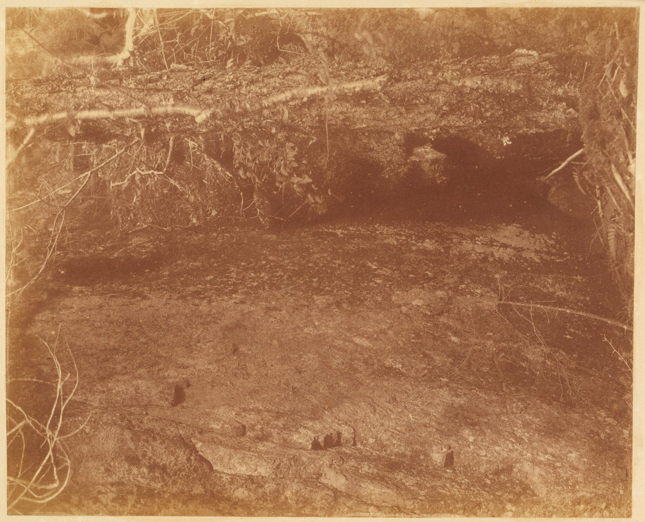 Cím nélkül, a The Forest című portfólióból: Adirondack Woods alkotó: William James Stillman