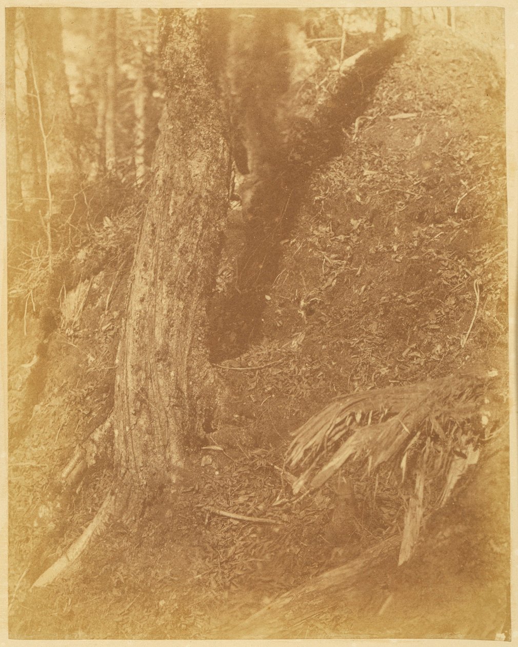 Cím nélkül, a The Forest című portfólióból: Adirondack Woods alkotó: William James Stillman