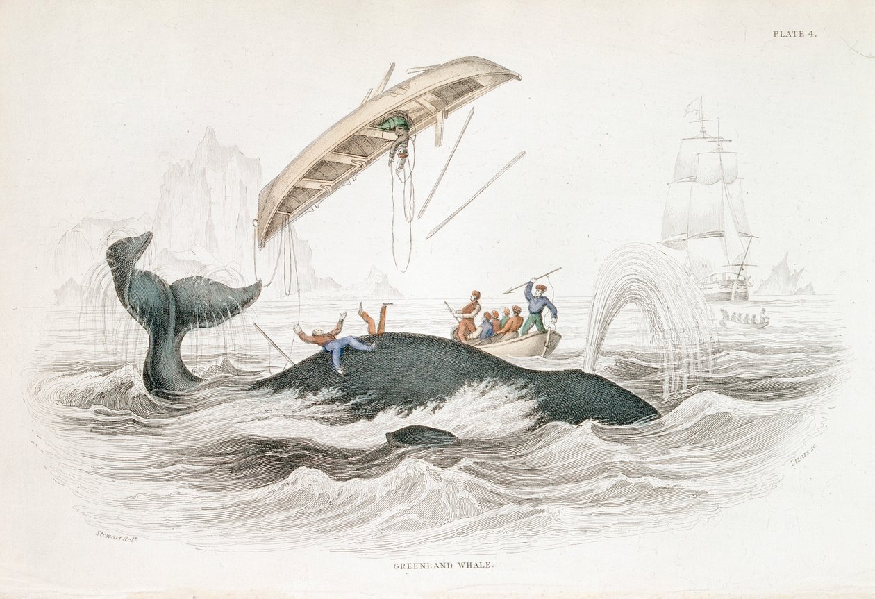 Egy grönlandi bálna szigonyozása, amely feldobta az egyik támadó csónakot, 1837 alkotó: William Jardine