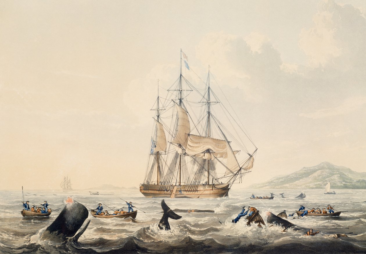 Bálnavadászat déli tengeren, William John Huggins (1781-1845) metszet, 44x57 cm alkotó: William John Huggins