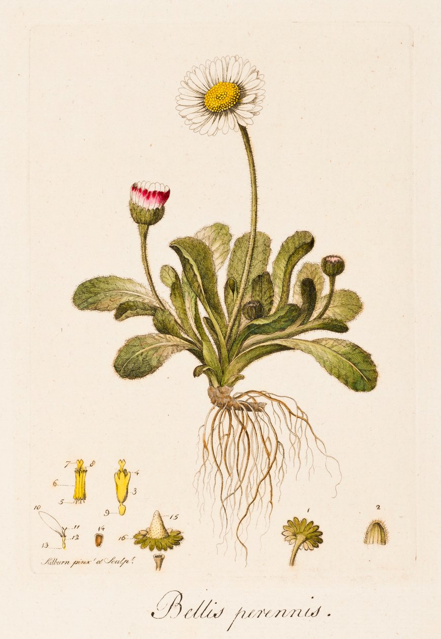 Végtelen háborúk, Daisy, 1770-1790 alkotó: William Kilburn