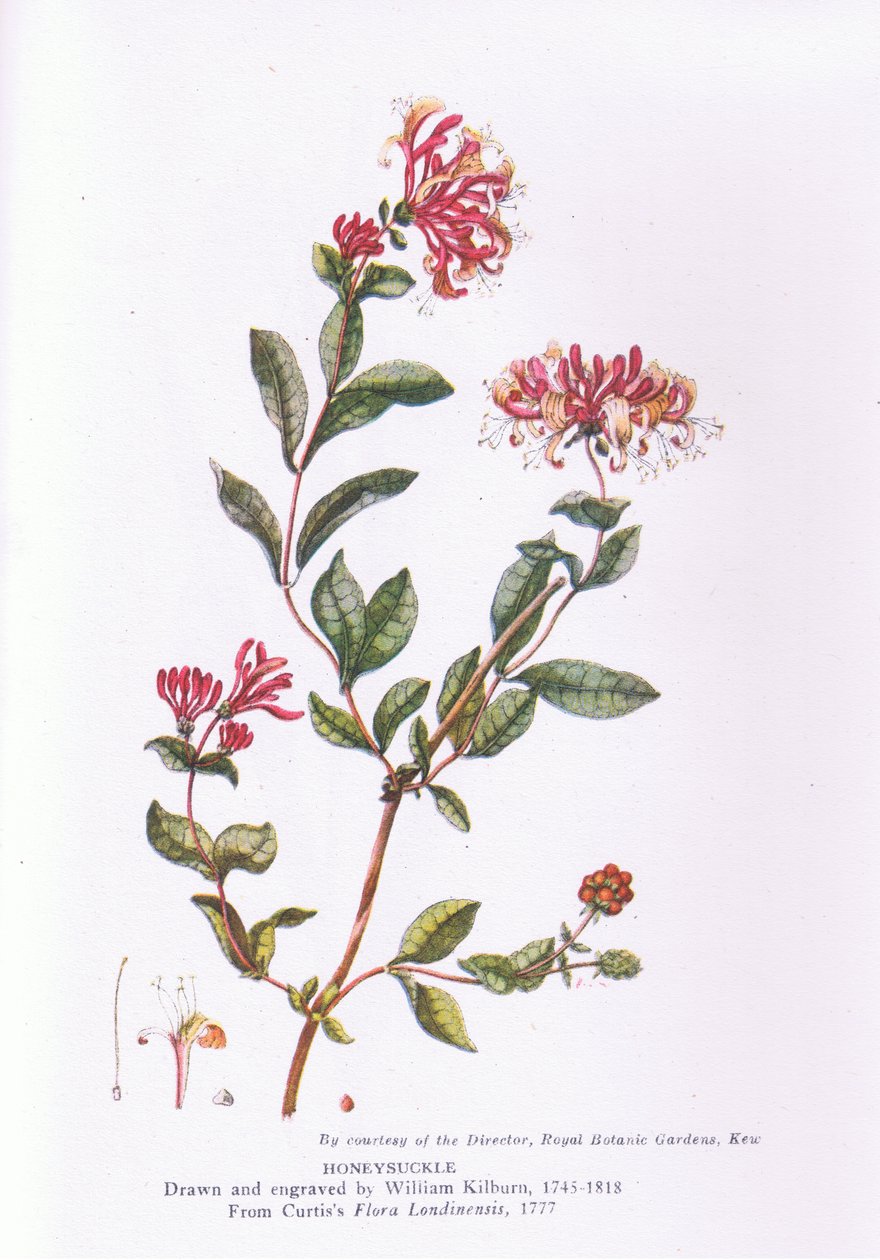 Honeysuckle, Nature in Britain, Collins, 1946 alkotó: William Kilburn