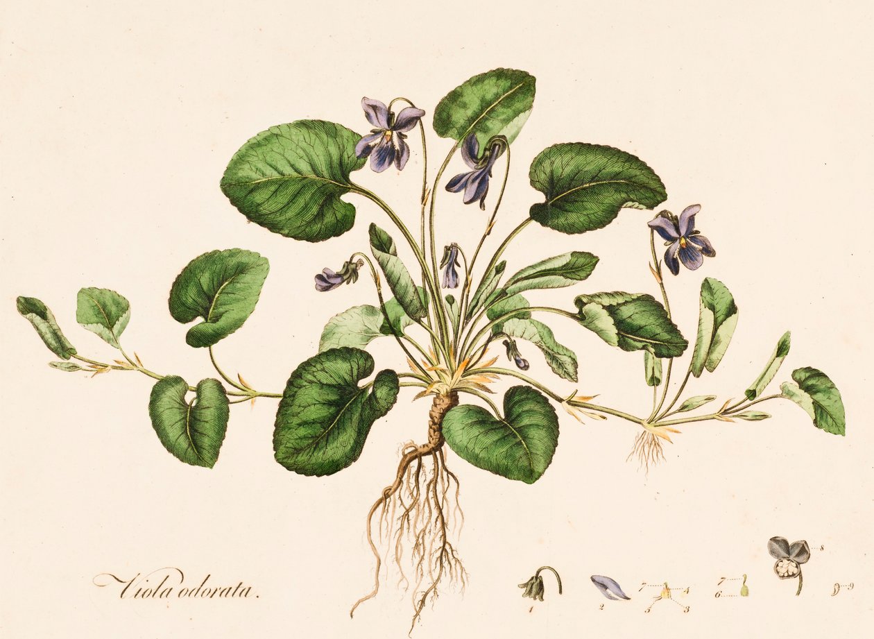 Viola odorata, Sweet Violet, 1770-1790. alkotó: William Kilburn