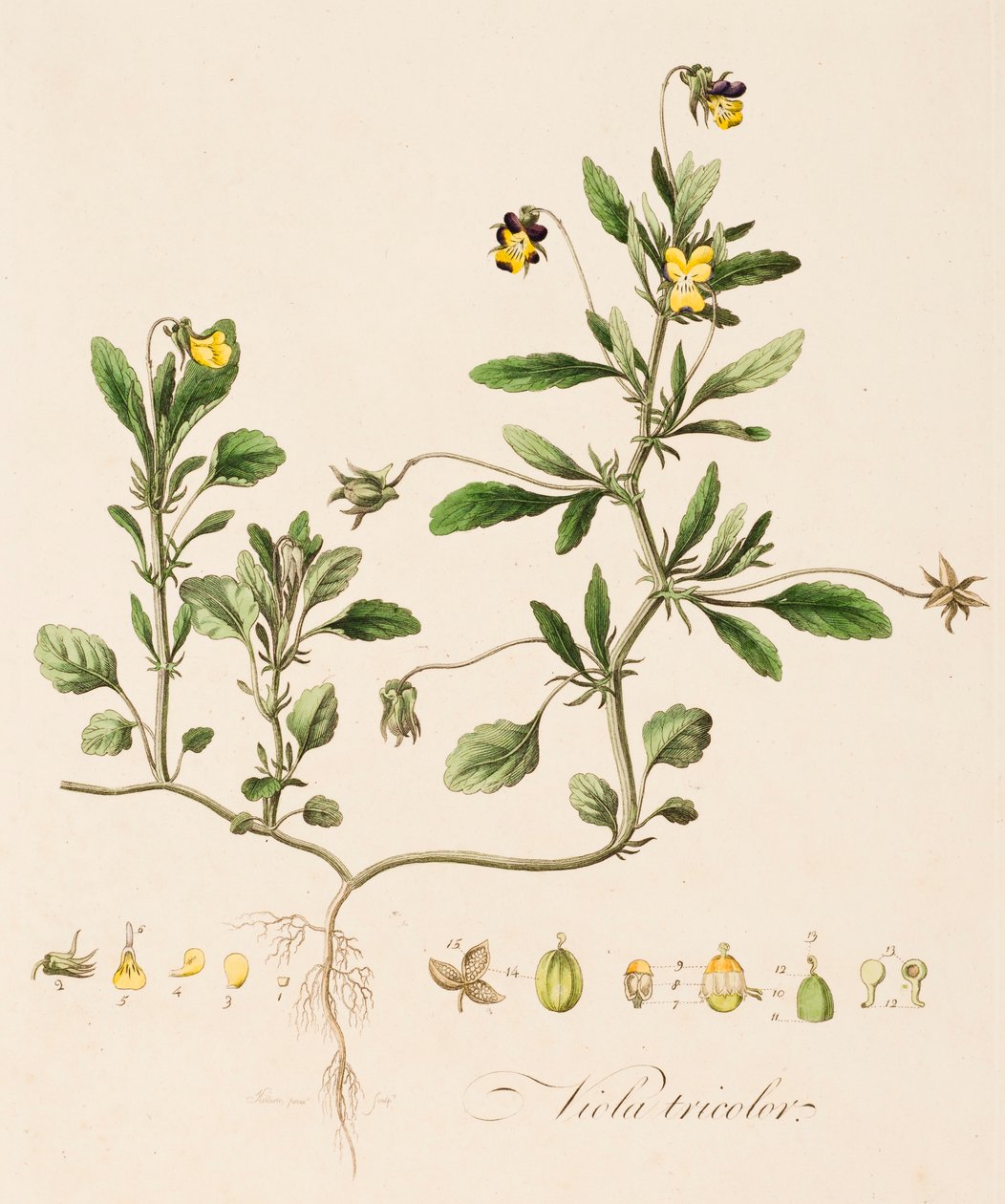 Viola tricolor, vad árvácska, 1770-1790. alkotó: William Kilburn