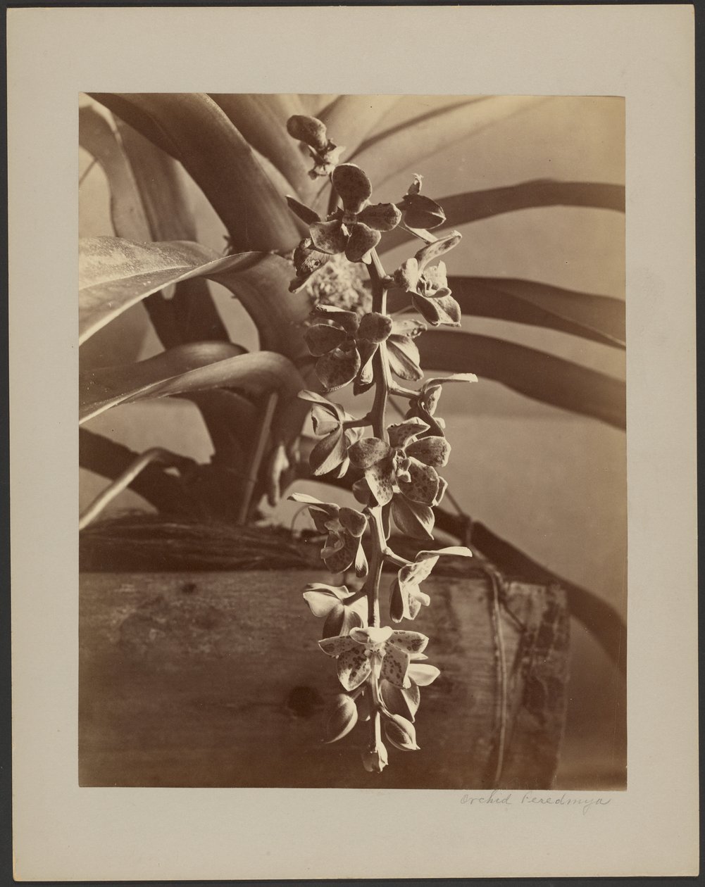Orchideák, Ceylon alkotó: William Louis Henry Skeen