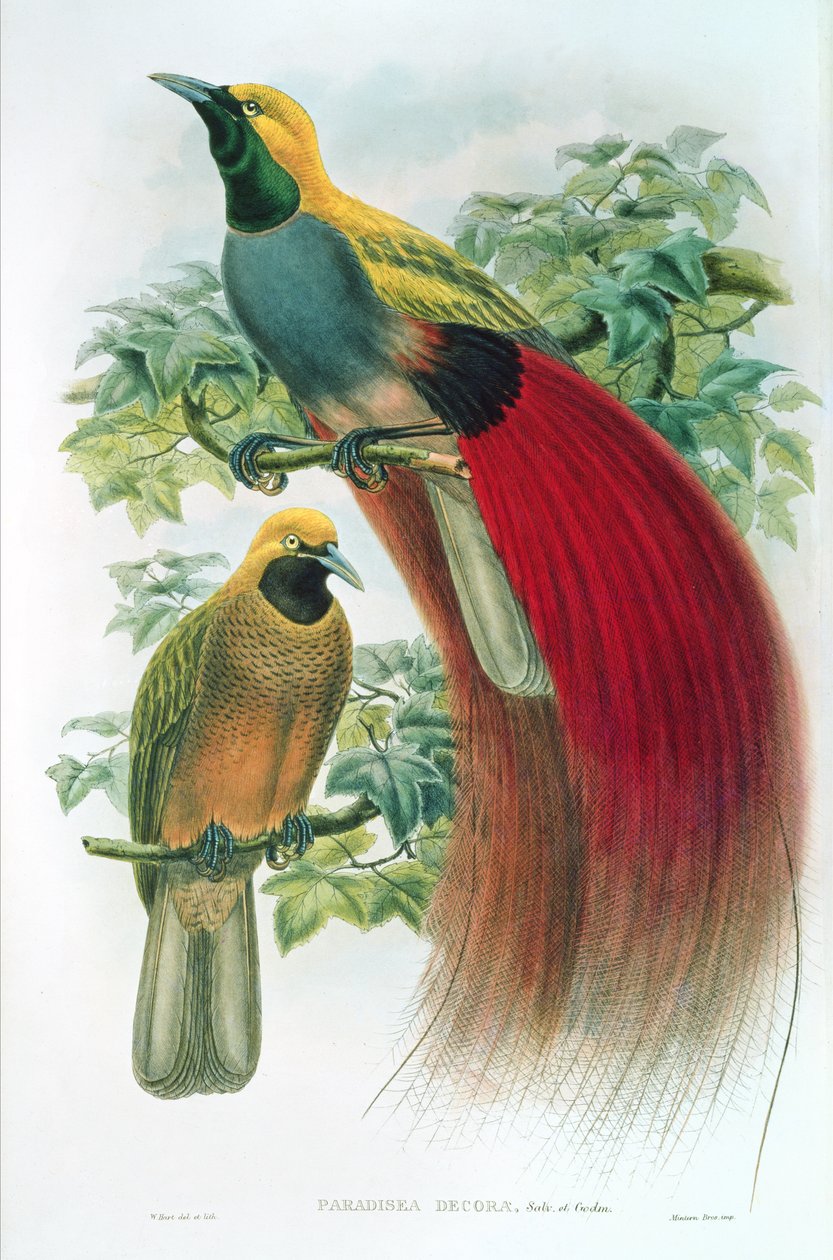 Paradisea Decora alkotó: William M. Hart