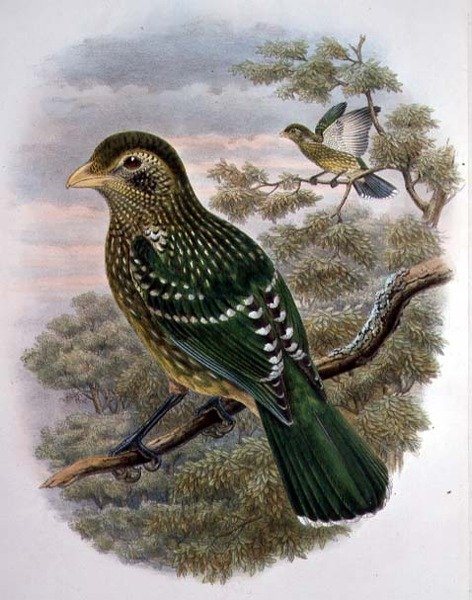 Ailuroedus Crassirostris, zöld macskamadár (színes litho) alkotó: William Matthew Hart