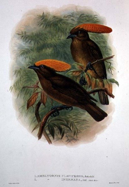 Amblyornis Flavifrons (színes litó) alkotó: William Matthew Hart