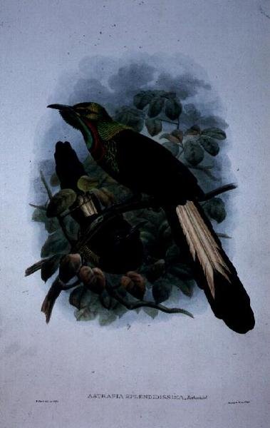 Astrapia Splendidissima (színes litó) alkotó: William Matthew Hart