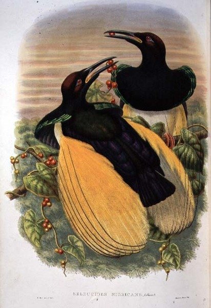 Paradicsommadár: tizenkét vezetékes, Seleucidis Melanoleuca (színes litó) alkotó: William Matthew Hart