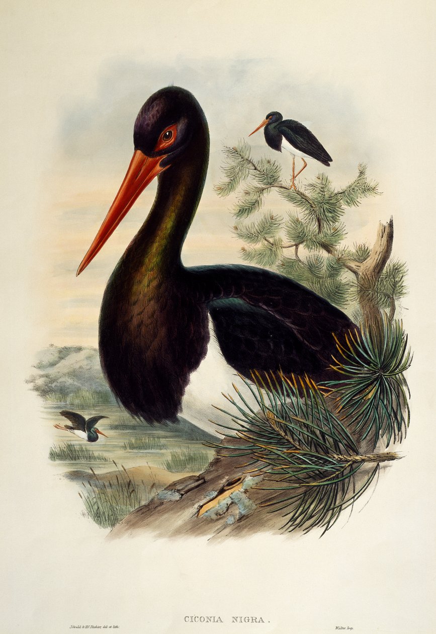Fekete gólya (Ciconia nigra), litográfia a Birds of Great Britain-ből alkotó: William Matthew Hart