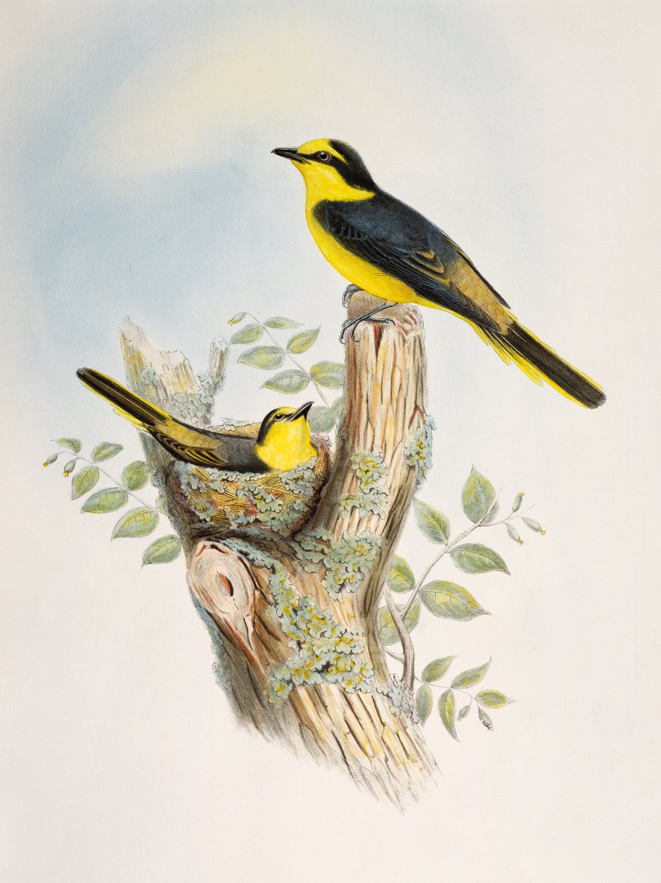 Barna bordás minivet (Pericrocotus cantonensis), kőnyomat az Ázsia madaraiból alkotó: William Matthew Hart
