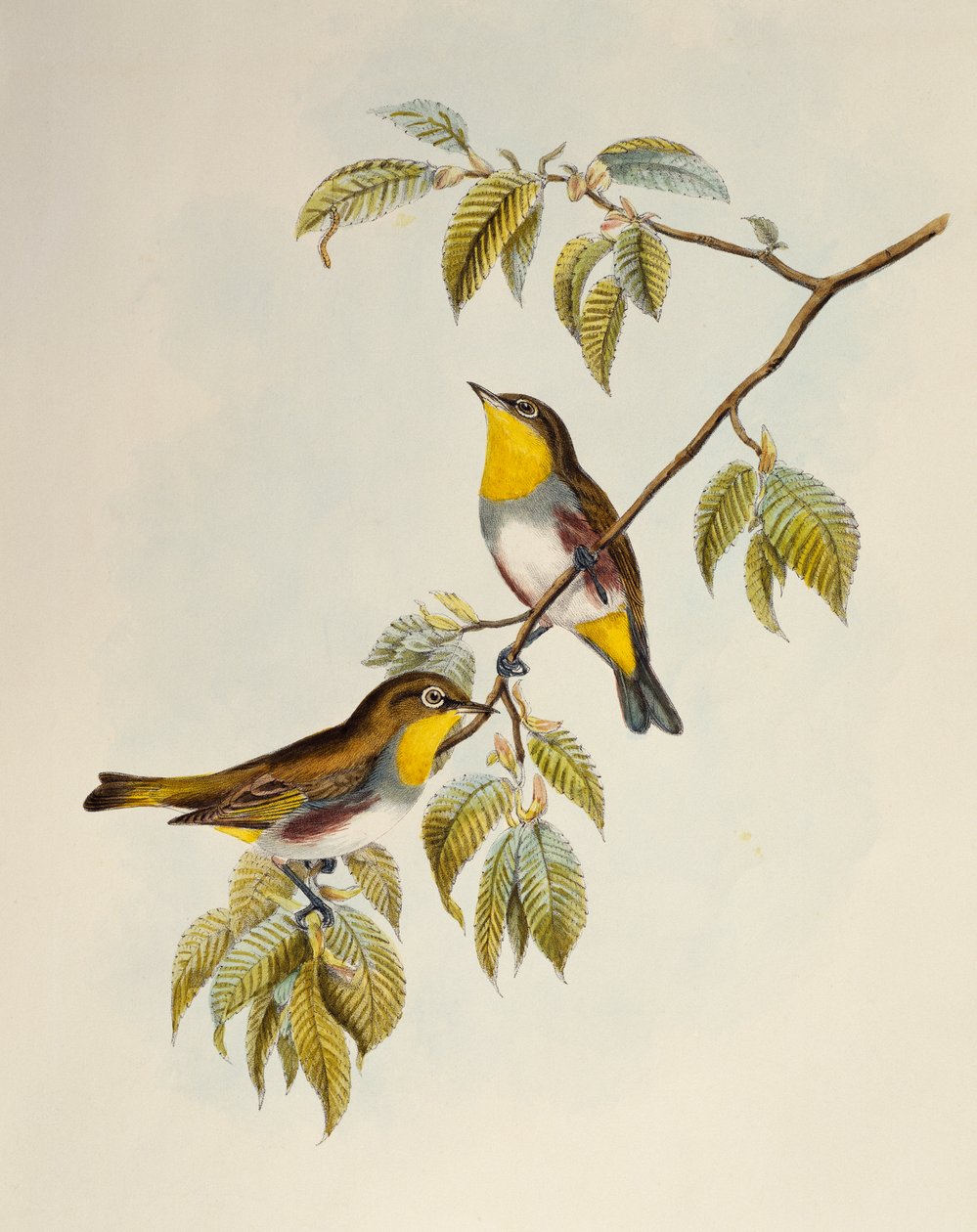 Gesztenyeszegélyű fehérszemű (Zosterops erythropleurus), litográfia az Ázsia madarairól alkotó: William Matthew Hart