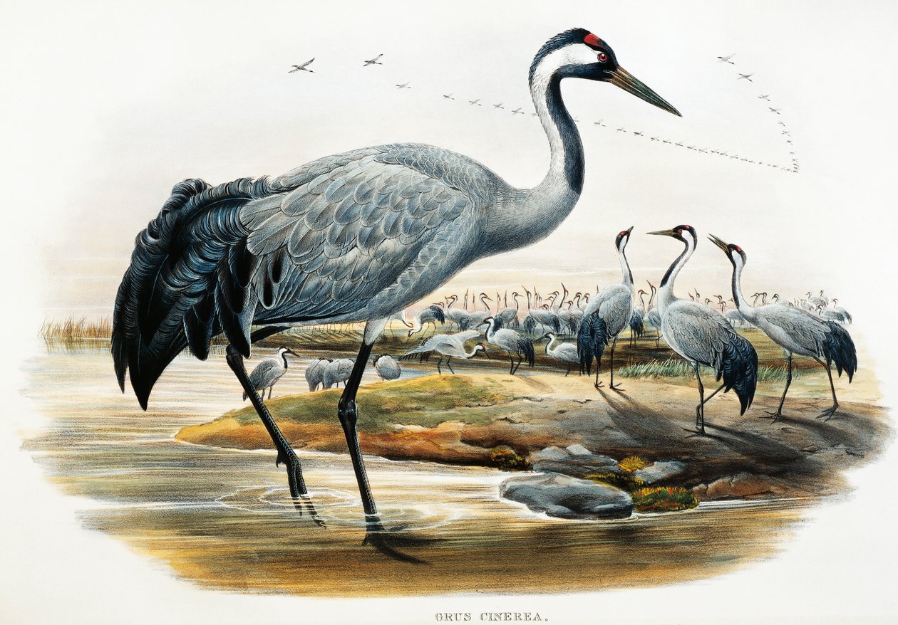 Közönséges daru (Grus cinerea), litográfia a Birds of Great Britain-ből alkotó: William Matthew Hart