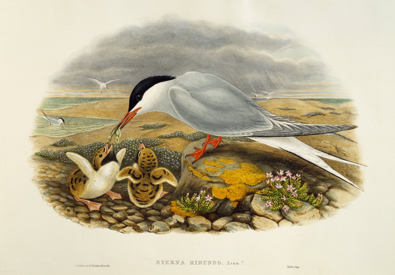 Közönséges csér (Sterna hirundo), litográfia a Birds of Great Britain-ből alkotó: William Matthew Hart