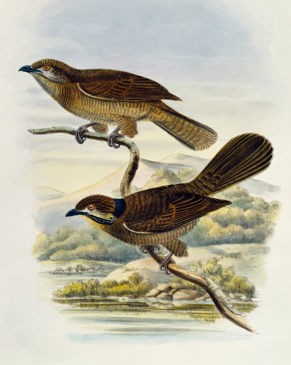 Törpe koel (Microdynamis parva), William Matthew Hart (1830-1908) metszet, Egyesült Királyság alkotó: William Matthew Hart