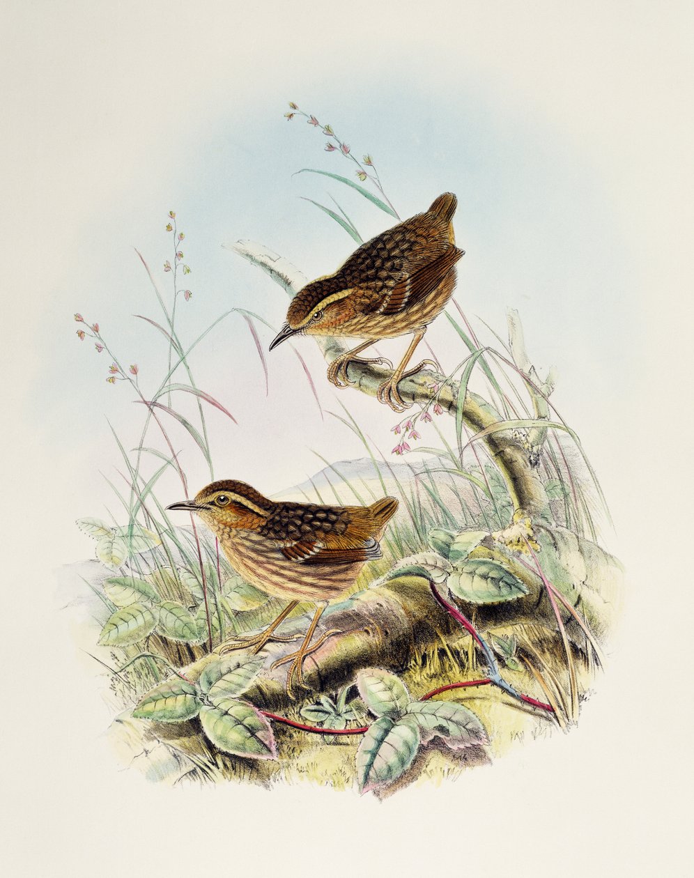 Eyebrowed Wren-Babbler (Napothera epilepidota), litográfia a Birds of Great Britain-ből alkotó: William Matthew Hart