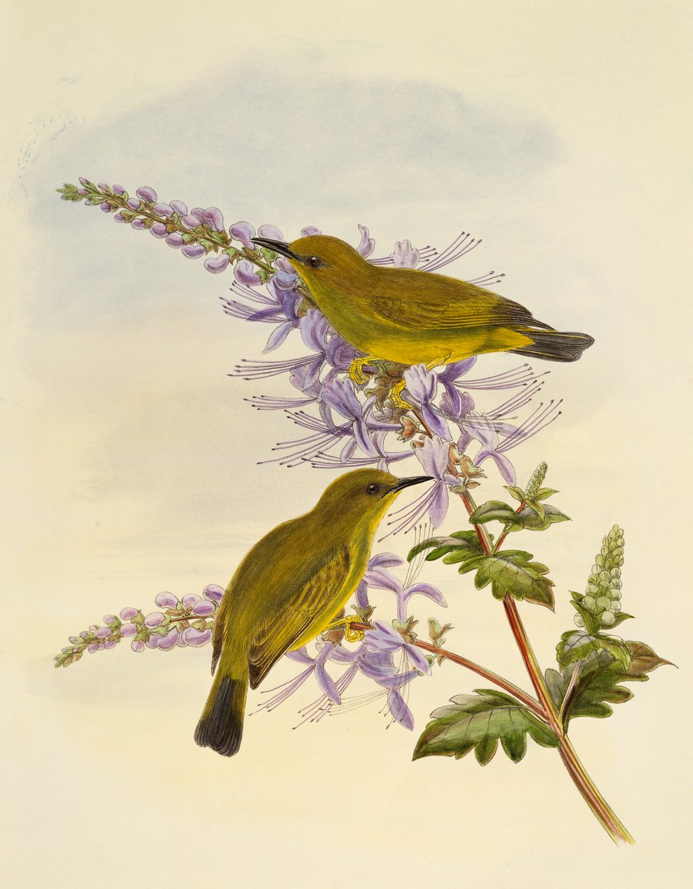 Szürketorkú fehérszem (Zosterops rendovae), William Matthew Hart (1830-1908) metszet, Egyesült Királyság alkotó: William Matthew Hart