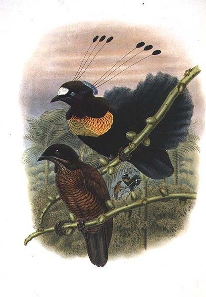 Lawes hatvezetékes Parotia – Paradicsommadár (színes litho) alkotó: William Matthew Hart