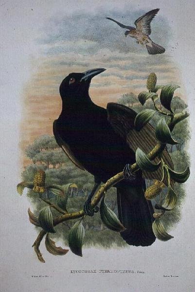 Lucocorax Pyrrhopterus, Paradise vagy Selymes varjú (litho) alkotó: William Matthew Hart