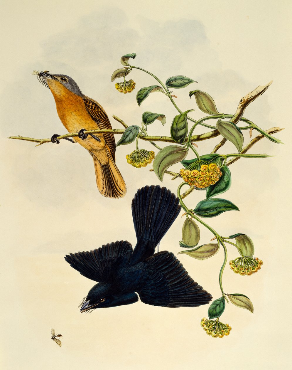 Okkerfejű légykapó (Myiagra cervinicauda), metszet: William Matthew Hart (1830-1908), Egyesült Királyság alkotó: William Matthew Hart