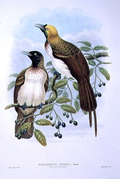 Paradisaea Guilielmi - Kis paradicsommadár (színes litho) alkotó: William Matthew Hart