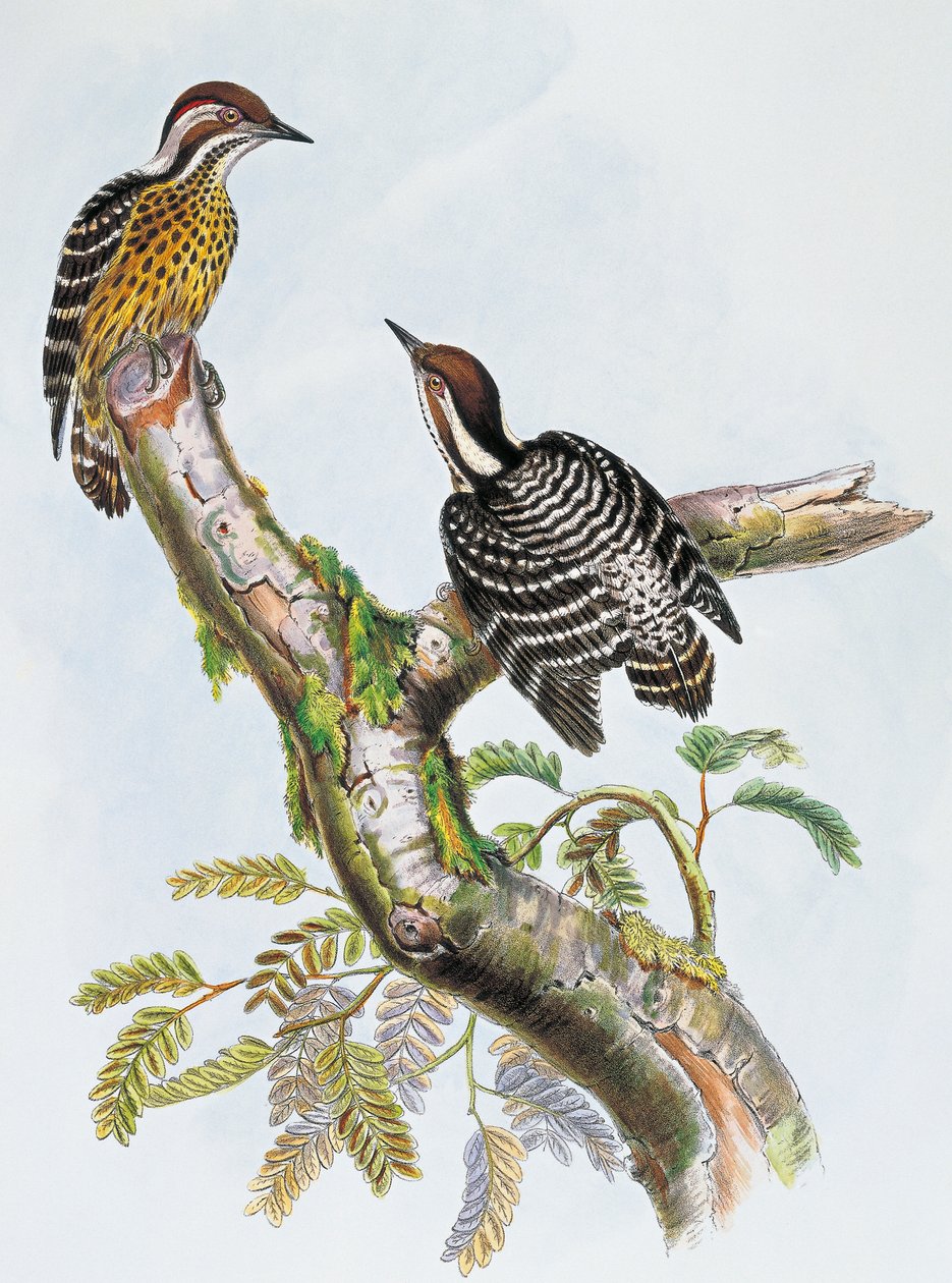 Fülöp törpe harkály (Dendrocopos maculatus), William Matthew Hart (1830-1908) litográfiája, Egyesült Királyság alkotó: William Matthew Hart