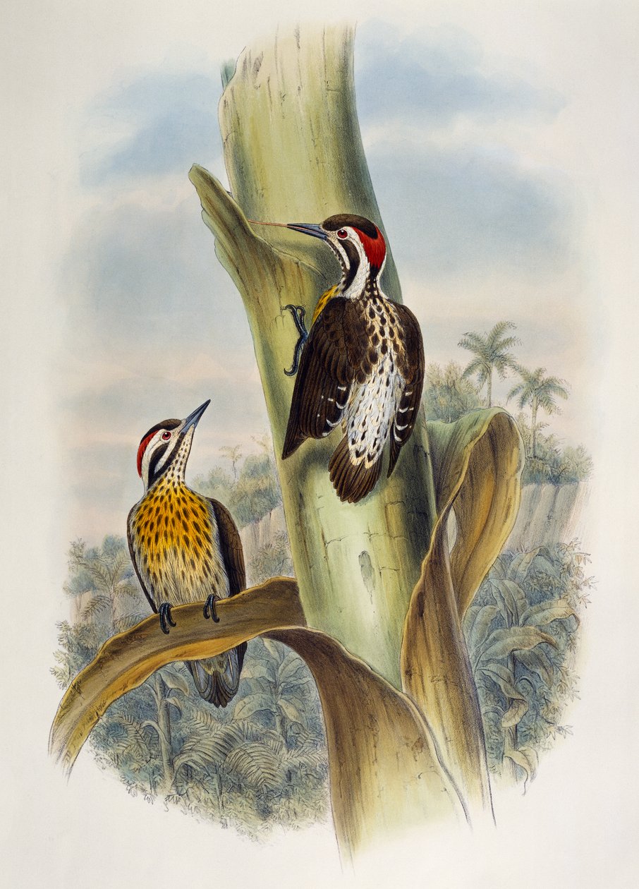Fülöp törpe harkály (Dendrocopos maculatus), litográfia az Ázsia madaraiból alkotó: William Matthew Hart