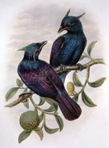 Phonygama Purpureiviolacea (színes litho) alkotó: William Matthew Hart
