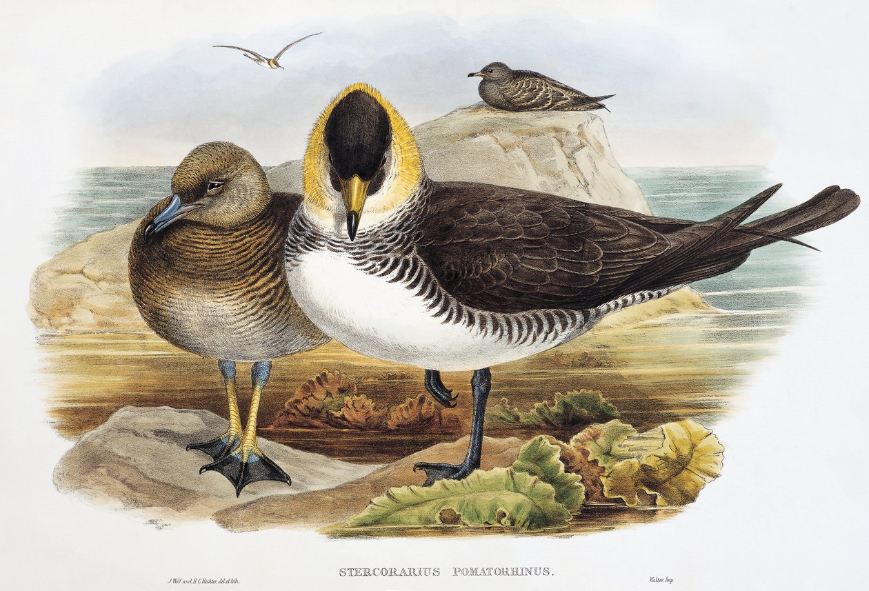 Pomarine Jaeger (Stercorarius pomarinus), litográfia a Birds of Great Britain-ből alkotó: William Matthew Hart