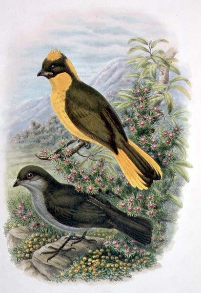 Prinodura Newtoniana, Golden Bowerbird (színes litho) alkotó: William Matthew Hart
