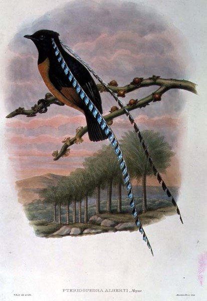 Pteridophora Alberti, Szászország királya Paradicsommadár (színes litho) alkotó: William Matthew Hart