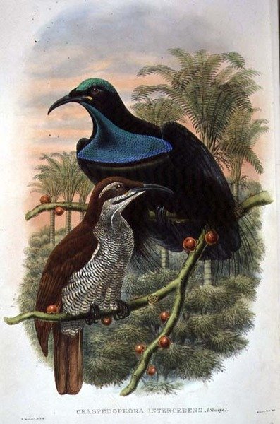 Ptiloris Magnificus, Puskás paradicsommadár (színes litho) alkotó: William Matthew Hart