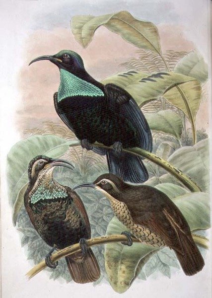 Ptiloris Paradiseus, puskás paradicsommadár (színes litho) alkotó: William Matthew Hart