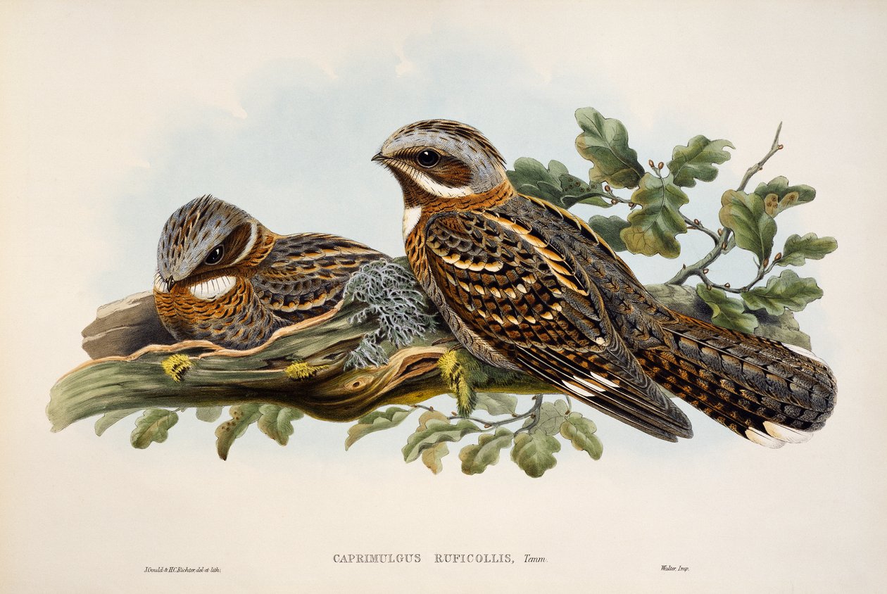 Vörösnyakú éji jaj (Caprimulgus ruficollis), a Birds of Great Britain litográfia alkotó: William Matthew Hart