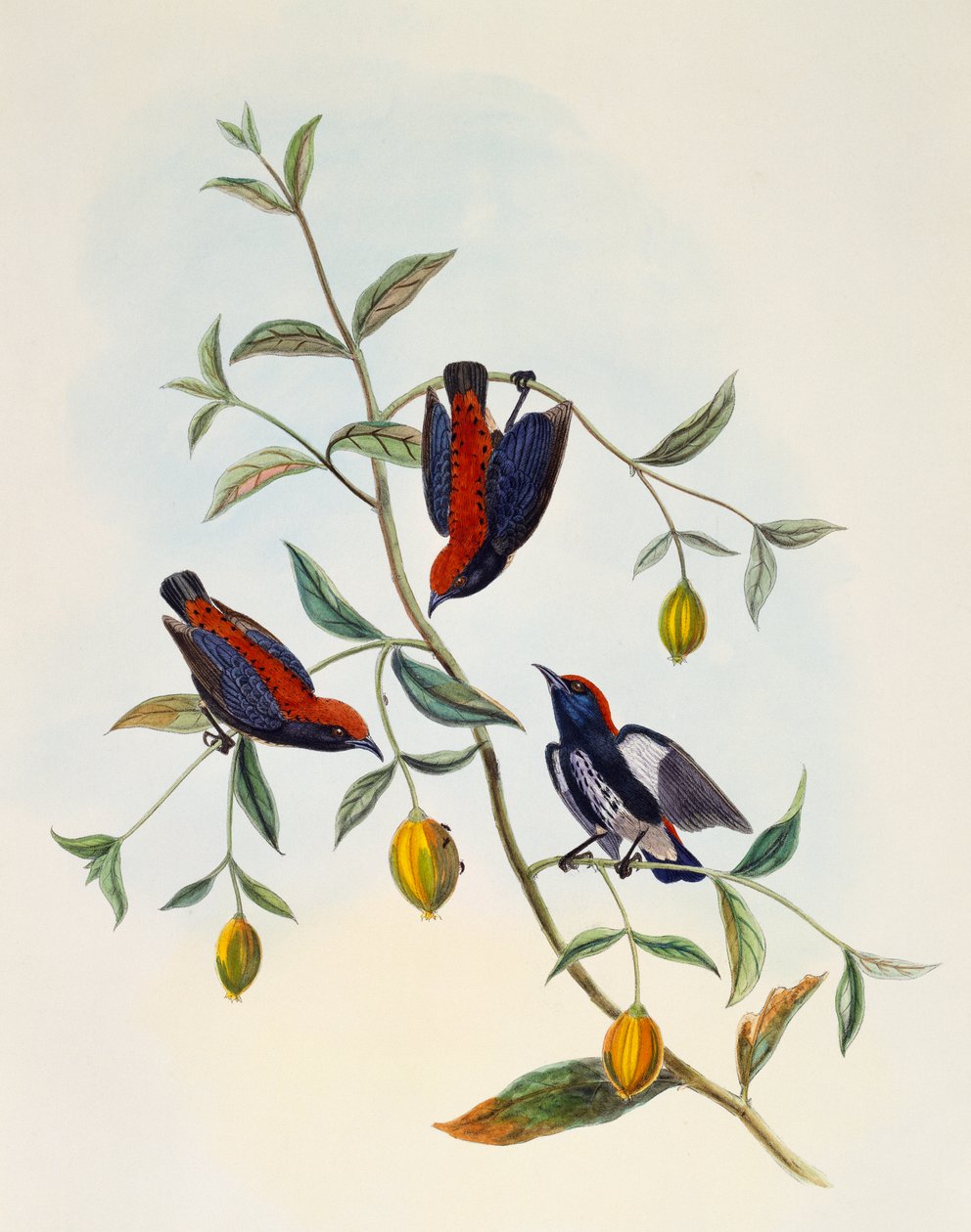 Skarláthátú virágkopáncs (Dicaeum cruentatum), metszet: William Matthew Hart (1830-1908), Egyesült Királyság alkotó: William Matthew Hart