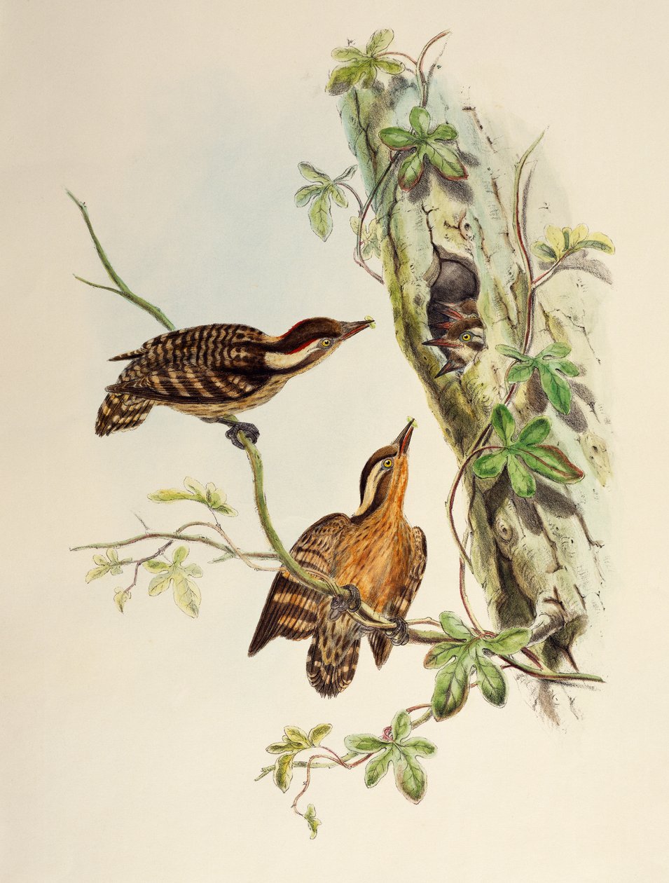 Szunda harkály (Dendrocopos moluccensis), litográfia Ázsia madaraiból alkotó: William Matthew Hart